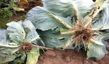 The disease also causes stunting through reduced growth, and the wilting of leaves due to the roots failing to function effectively. Chemical control of the disease is not effective.