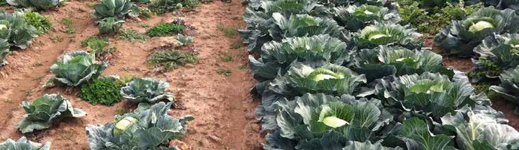 Standard cabbage variety (left) versus Ramkila (Right) in Gippsland, Victoria Syngenta has developed a monogenetic dominant native trait which provides high resistance to clubroot for varieties of