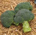 Broccoli MARVEL F 1 Warm season broccoli. Marvel has heavy, mid-set heads on a compact plant.