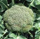 MONTEVIDEO F 1 An exciting new cool season broccoli from Syngenta.