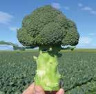PROPHET PERFORMAX F 1 A cool season broccoli with a medium to fine bead, thick butt and nice green colour, with a