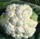 Cauliflower AMERIGO F 1 Amerigo is suitable for warm season production.
