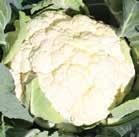 Cauliflower RALEIGH F 1 Raleigh is suitable for warm season production.