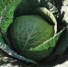 Cabbage BELADA F 1 Belada is a 1.5 to 2.5kg semi-savoy cabbage.