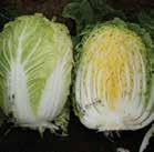 RAMKILA F 1 TOPRES (TM) Ramkila is a 4.5-6kg white cabbage.
