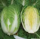 Chinese Cabbage YUKI F 1 Relatively slow bolting variety, with uniform maturity. Dense internal structure.