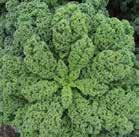 It has vibrant dark green leaves with a long slender shape and heavy savoy texture.