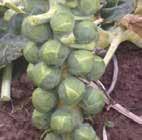 It produces high quality, firm, well filled sprouts which are very uniform and provide a classic