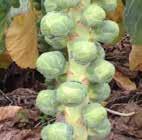 COBELIUS F 1 Cobelius is a mid to late maturing variety. Sprouts are green in colour, oval in shape.