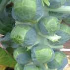 Brussels Sprouts CUMULUS F 1 Cumulus is a medium maturing variety.
