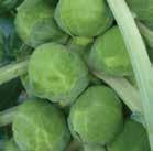 Bush is upright, variety produces sprouts that are consistent in shape and size.