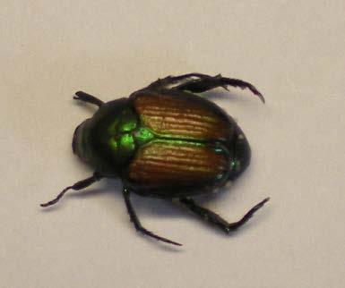 For growers that have an annual problem with Japanese beetle, the appearance of the beetle typically occurs at or near bunch closure.