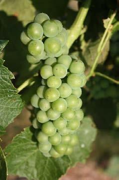 Development of wine grapes in the grape variety trials at