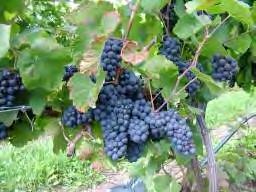 Control of Powdery Mildew in Wine Grape N.L. Rothwell and K.