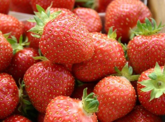 The newest strawberry cultivars midseason ripening