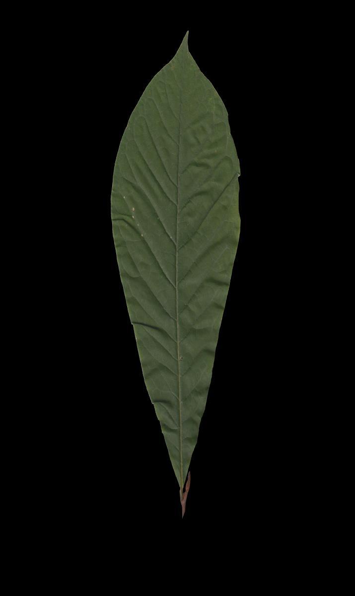 Common Pawpaw (Asimina triloba) Leaves 6-12 Edible fruit Sweetbay Magnolia (Magnolia