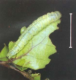 The caterpillars shed their skins four or five times to reach a final length of up to 25 mm for the greenheaded leafroller or 20 mm for the blacklegged leafroller and light brown apple moth.