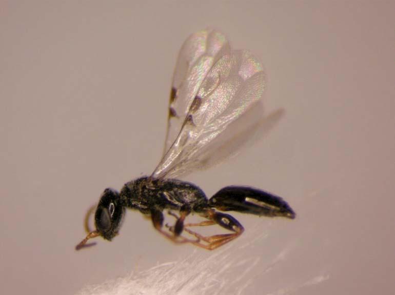 Cephalonomia stephanoderis
