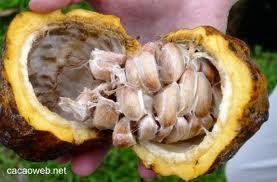 General aspects of cocoa bean processing: