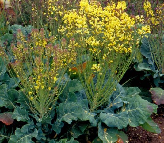 > BACK TO CONTENTS PAGE CHAPTER 1 INTRODUCTION Many of our most common and popular vegetables belong to the brassica (cabbage) family.