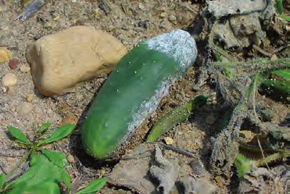 - White sporulation on upper and lower leaf surfaces of cucumber