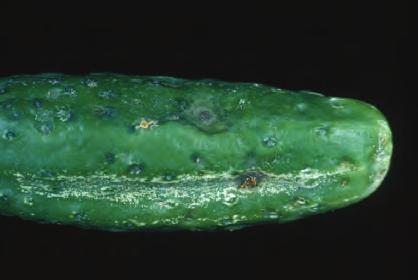 41 D-97 Cucurbits, Septoria Leaf Spot - Leaf lesions