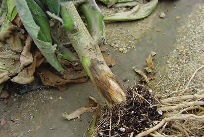 D-103 Eggplant, Phytophthora Blight - Crown rot symptoms