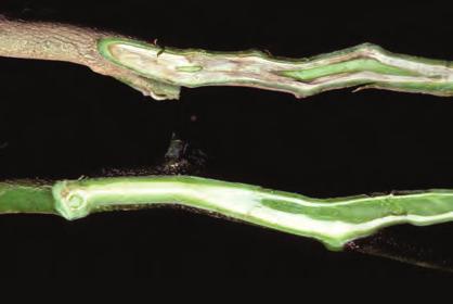 D-102 Eggplant, Anthracnose - Sunken, dark lesions caused by