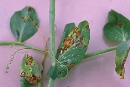 pycnidia in their centers caused by the fungus Septoria