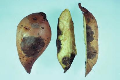 D-136 Spinach, Anthracnose - Tan, necrotic lesions caused by the
