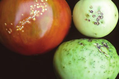 Speck - Small, black lesions on tomato fruit caused by the