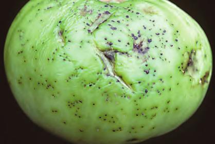 47 D-151 Tomato, Bacterial Spot - Leaf spots caused by the