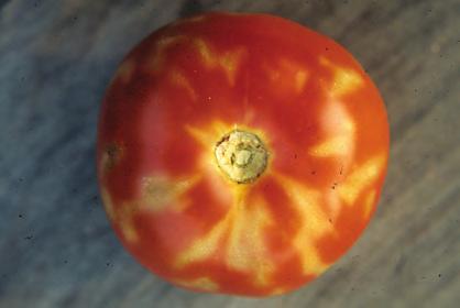 D-154 Tomato, Blotchy Ripening - Physiological disorder also