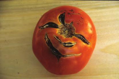 D-159 Tomato, Fruit Cracking - Concentric and radial cracks