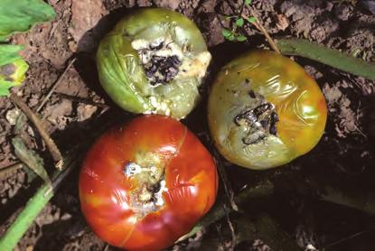 - Yellow blotches with brown veins on tomato foliage caused by the fungus