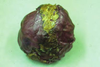 Brassicas, Clubroot - Symptoms of clubroot caused by the fungus