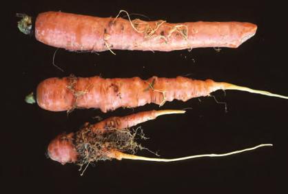 with the nematode Meloidagyne hapla on carrot roots.