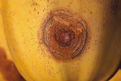 D-59 Cucurbits, Black Rot - Lesions caused by the
