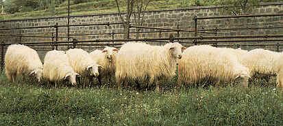 Sheep and goat brucellosis in