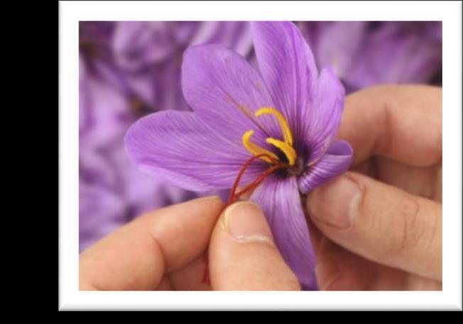 sativus L. flowers.