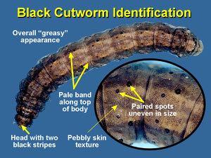 Rootworms 