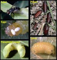 biocontrol Examples: Wasps Flies