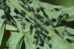 Pests of Tomatoes & Peppers: Hornworm Pests of Tomatoes & Peppers: Cutworms Pests of