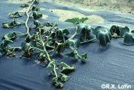 Pests of Vine Crops: Cucumber Beetle Pests of Cruciferous Crops: Beeltes can spread bacterial wilt, Erwinia