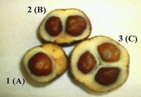 determined by the number of seeds per fruit which comprised one, two and three seeds per fruit. Sudaryono (1992) reported two ways to differentiate sexes of S.