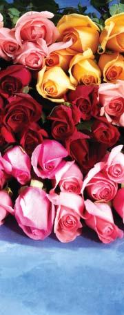 99 12-Long Stem Rose Bunch Cash & Carry purchases only. While supplies last.