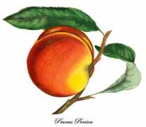 Rare and Heritage Peach