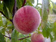Peaches 7 Boyce-Elberta Synonyms: Boyce x Elberta Provenance: A hybrid of Elberta and Boyce.