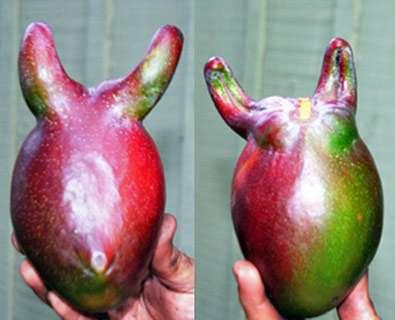 CURIOSITY: WHAT ABOUT HORN MANGO?