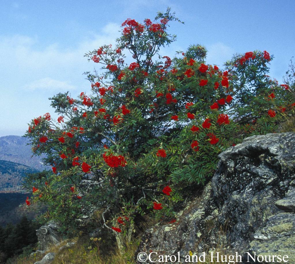Common Name: AMERICAN MOUNTAIN-ASH Scientific Name: Sorbus americana Marshall Other Commonly Used Names: American rowan Previously Used Scientific Names: Pyrus microcarpa (Pursh)
